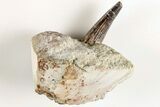 Spinosaurus Tooth In Rock - Dekkar Formation, Morocco #200513-2